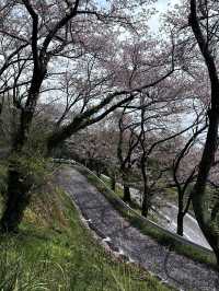 島波海道-尾道到今治的自行車道