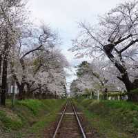 “Petals by the Lake: Sakura Reflections of Ashinoko” 