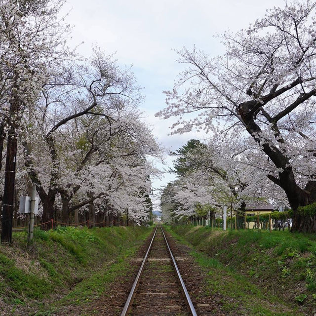 “Petals by the Lake: Sakura Reflections of Ashinoko” 