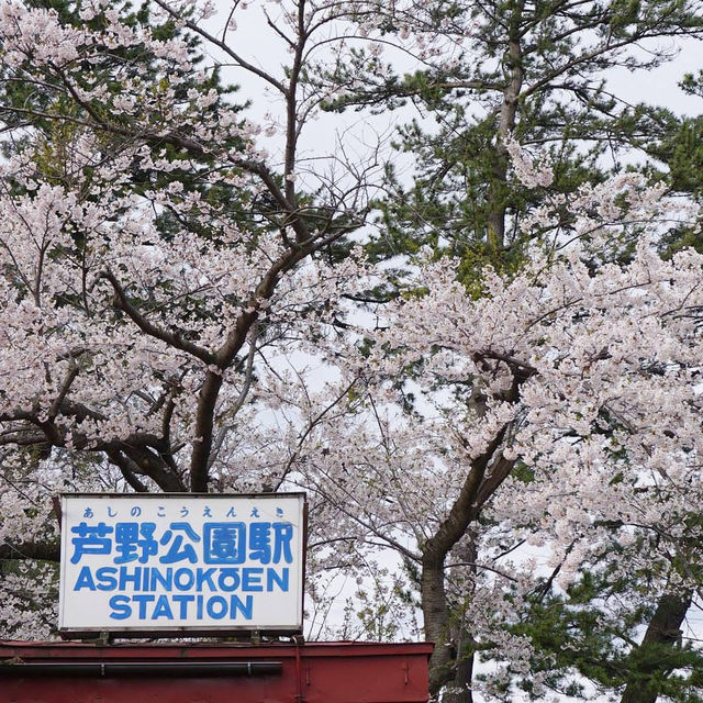 “Petals by the Lake: Sakura Reflections of Ashinoko” 