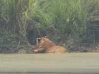 Chitwan National Park: Nepal’s Wild Treasure