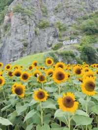 ไปถ่ายรูปเล่นกันมั้ย? ทุ่งทานตะวันเขาเจียกกำลังบาน