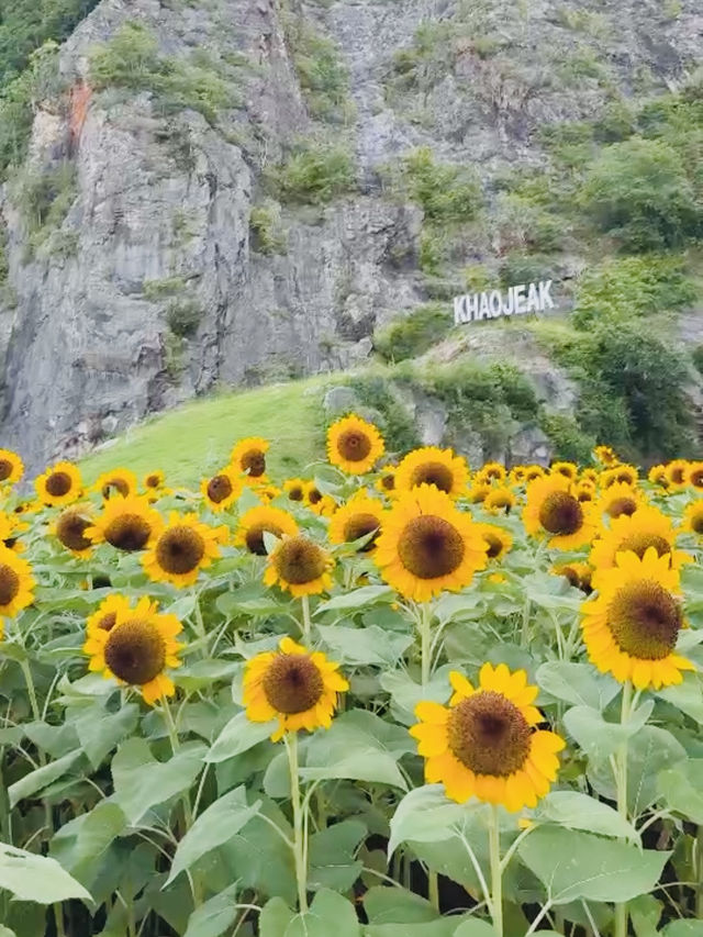 ไปถ่ายรูปเล่นกันมั้ย? ทุ่งทานตะวันเขาเจียกกำลังบาน