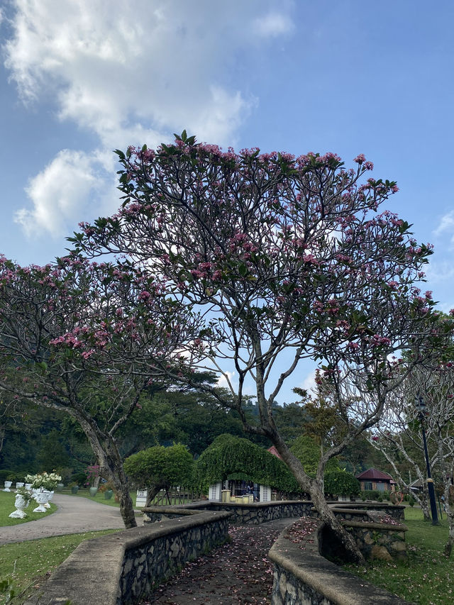 " Spring Escapade: Exploring Ipoh's Hidden Gems "✨🌸