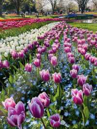 🌸 Travel Highlights: Tulip Fields & Scenic Parks in Japan 🌸