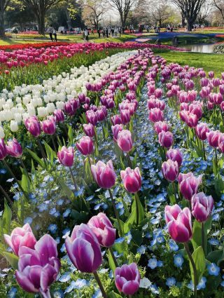 🌸 Travel Highlights: Tulip Fields & Scenic Parks in Japan 🌸