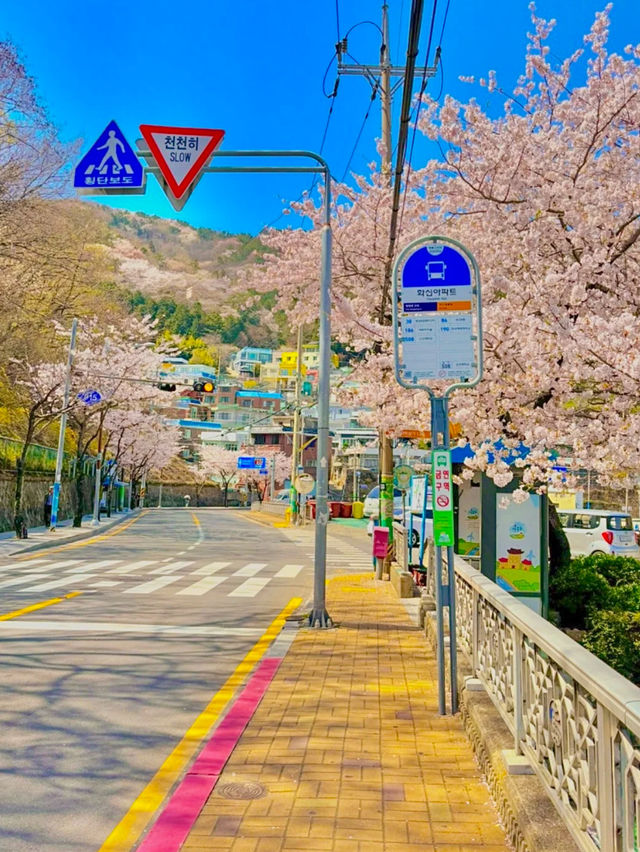 Busan Cherry Blossom Spots Loved by Locals 🌸✨
