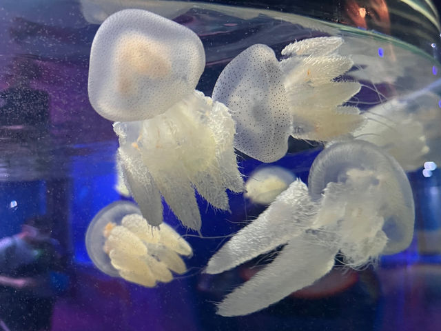 Vinpearl Sea Shell Aquarium