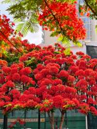 🌸 Early Summer | The Phoenix Flowers Bloom in Full Glory – Revisiting “Phoenix City” 🌸