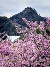 Special Blooming 