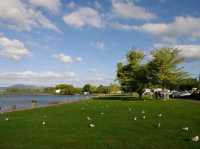 #羅託魯瓦湖Lake Rotorua-紐西蘭羅託魯瓦