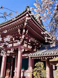 The Calm Beneath Crimson Eaves: Spring at Tochoji Temple