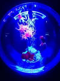 幻想的な空間で金魚鑑賞！　アートアクアリウム銀座
