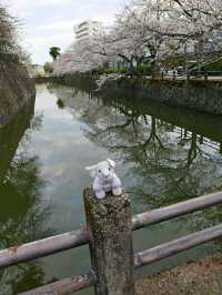 Kobe: Japan’s Port City of Elegance, Culture, and Flavors