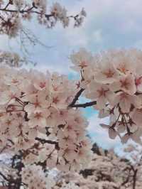 Tsuruga Castle – A Symbol of Samurai Resilience