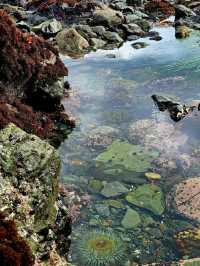 Gold Rush Dreams: Trekking the California Trail