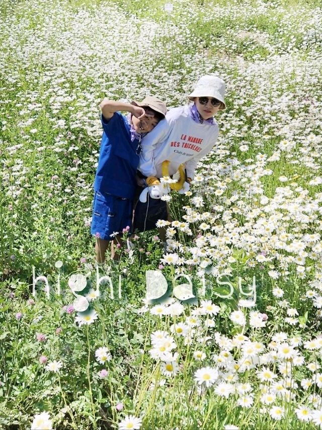 순백의 꽃세상 하이원샤스타데이지 