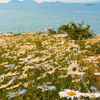 🌊 이번 주 꼭 가야 할 꽃면서, 바다와 샤스타데이지를 한 눈에🌼 부안 변산마실길