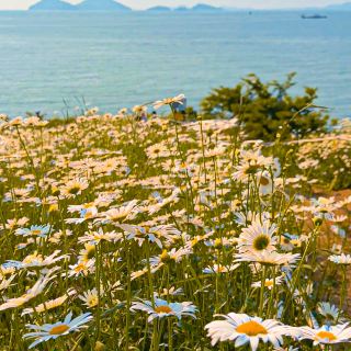 This Week's Must-Visit Spot: Buan Byeonsan Masilgil Trail with Shasta Daisies and the Ocean