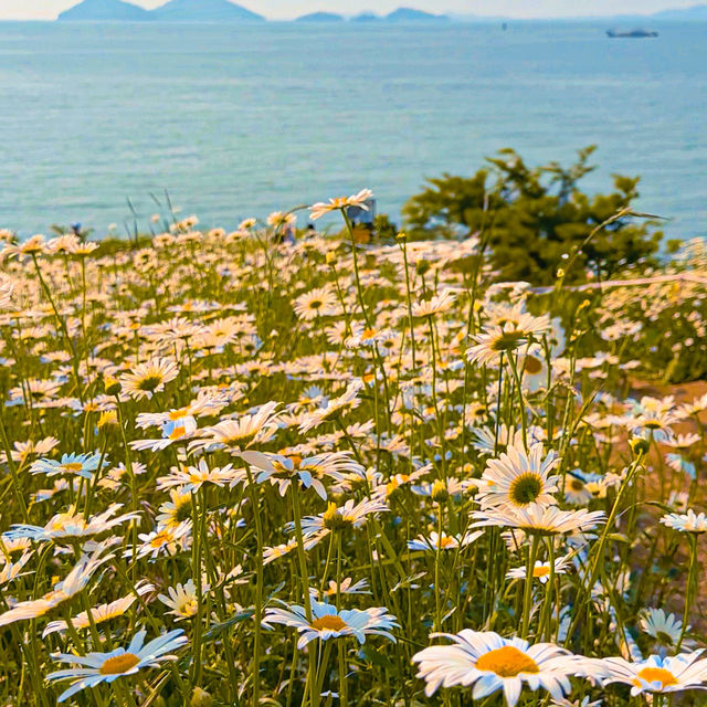 🌊 이번 주 꼭 가야 할 꽃면서, 바다와 샤스타데이지를 한 눈에🌼 부안 변산마실길