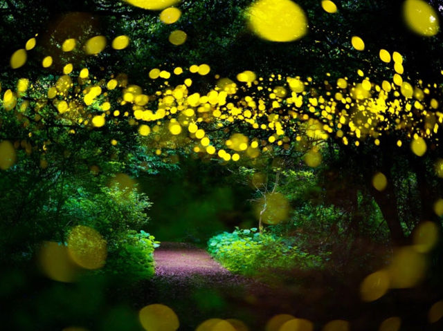 A special place to catch fireflies in Jeju