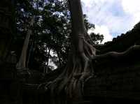 Jungle Ruins and Epic Tree Hugs