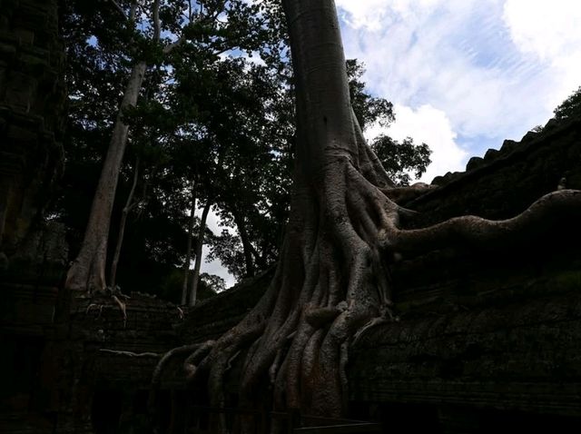 Jungle Ruins and Epic Tree Hugs