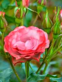 Keisei Rose Garden – Japan’s Blooming Paradise of Roses