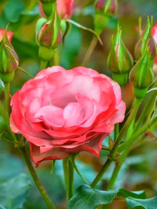 Keisei Rose Garden – Japan’s Blooming Paradise of Roses