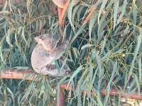 A Day at Caversham Wildlife Park