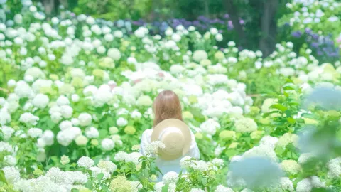 [Fuchu] A Hidden Scenic Spot for Annabelle Hydrangeas — traveler post in Fuchu