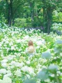 【府中】まだあまり知られていないアナベルの絶景スポット