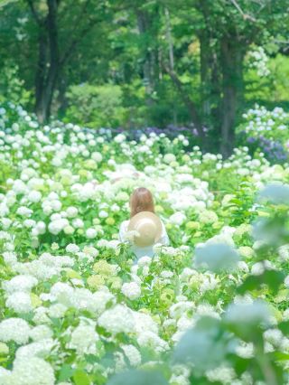 Discover the Hidden Beauty of Annabelle Flowers in Fuchu
