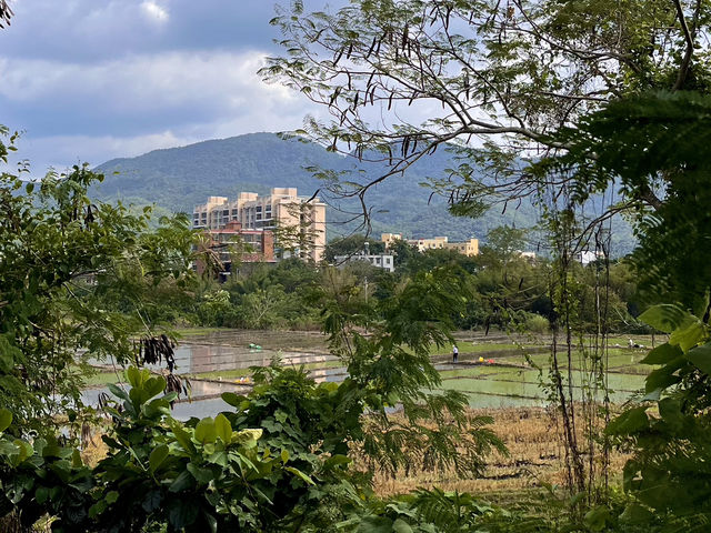 ☁️⛰️No Crowds, Just Clouds: A Quiet Getaway to Jianfengling