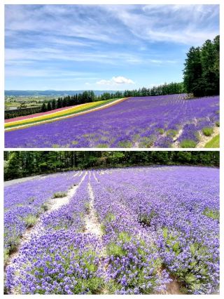 Summer Travel in Hokkaido