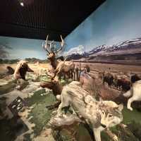 深圳博物館之野生動物展