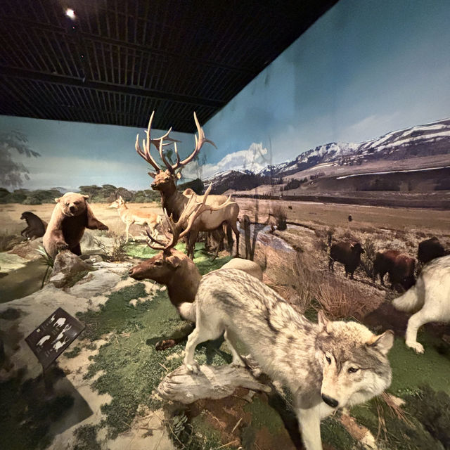 深圳博物館之野生動物展