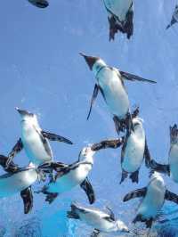 🐧【池袋 サンシャイン水族館】空に浮かぶ水族館で、日常をふわっと離れて。 
