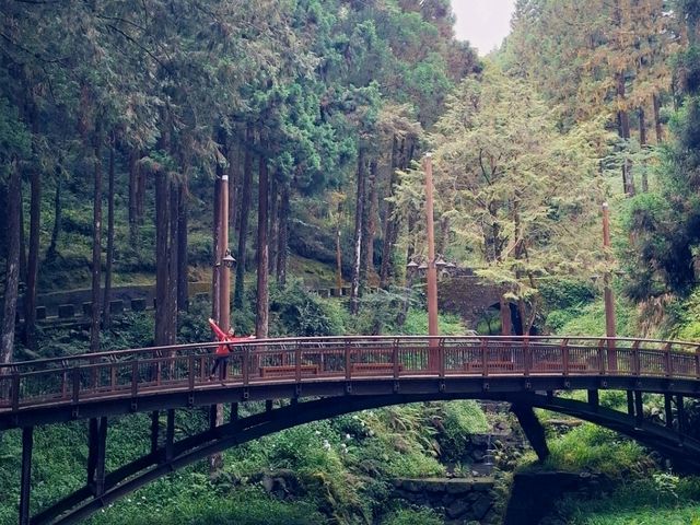  阿里山涼爽宜人仿如仙境
