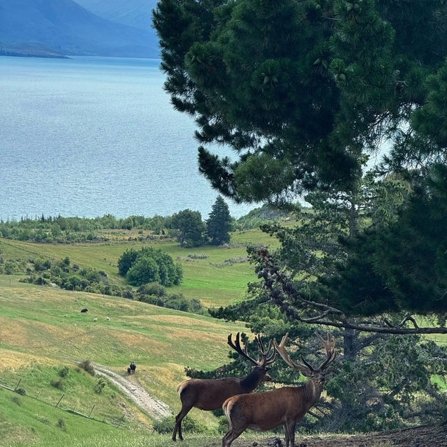 Thought Wanaka Was Beautiful Enough... Then I Went to Queenstown! 😍✨