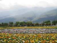 🌼 Huayu Ranch (花语牧场), Dali – A Flower Wonderland 