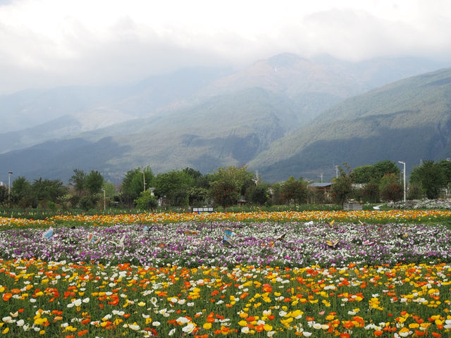 🌼 Huayu Ranch (花语牧场), Dali – A Flower Wonderland 