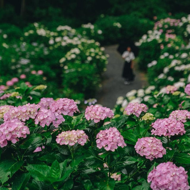 ทุ่งไฮเดรนเยียกลางป่าสนสวยที่สุดใน Fukuoka