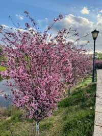 "Blossoms and Beyond: Springtime in Yunnan China” 🌸🌼🌺
