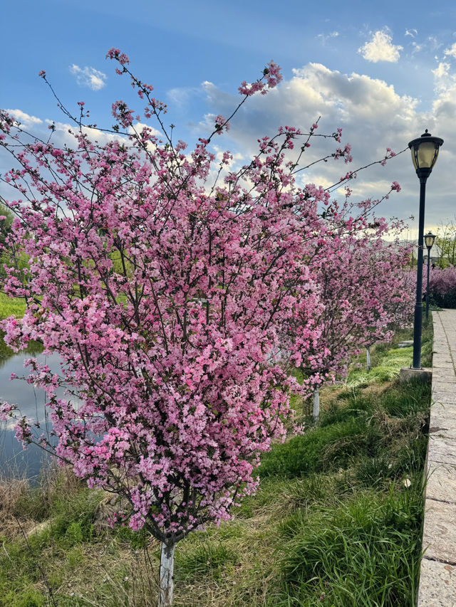 "Blossoms and Beyond: Springtime in Yunnan China” 🌸🌼🌺