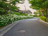 Hydrangea festival at Jangsaengpo Whale museum