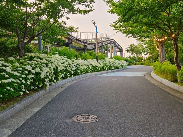 Hydrangea festival at Jangsaengpo Whale museum