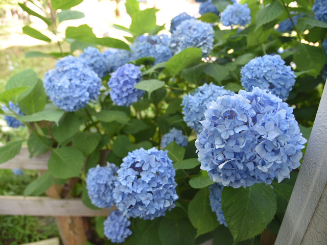 青森五所川原-蘆野公園（繡球花）
