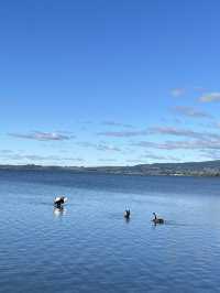 💙🦢 New Zealand’s Lake Days – Where the Sky Meets the Water