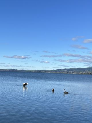 💙🦢 New Zealand’s Lake Days – Where the Sky Meets the Water
